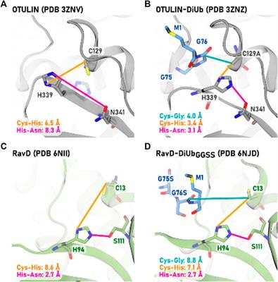 The Activation and Selectivity of the Legionella RavD Deubiquitinase